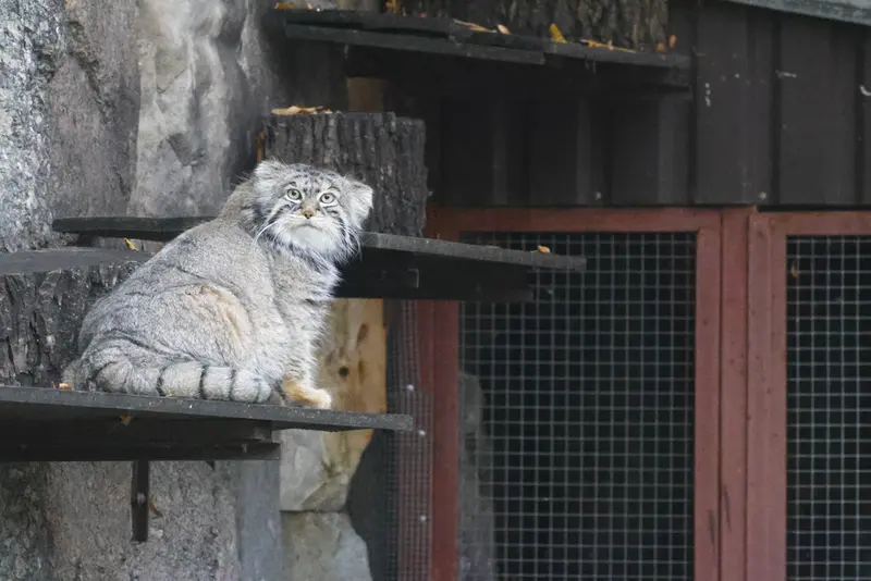 モスクワ動物園のティモフェイの写真