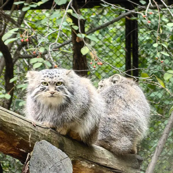 ノヴォシビルスク動物園のルフとエルフの写真