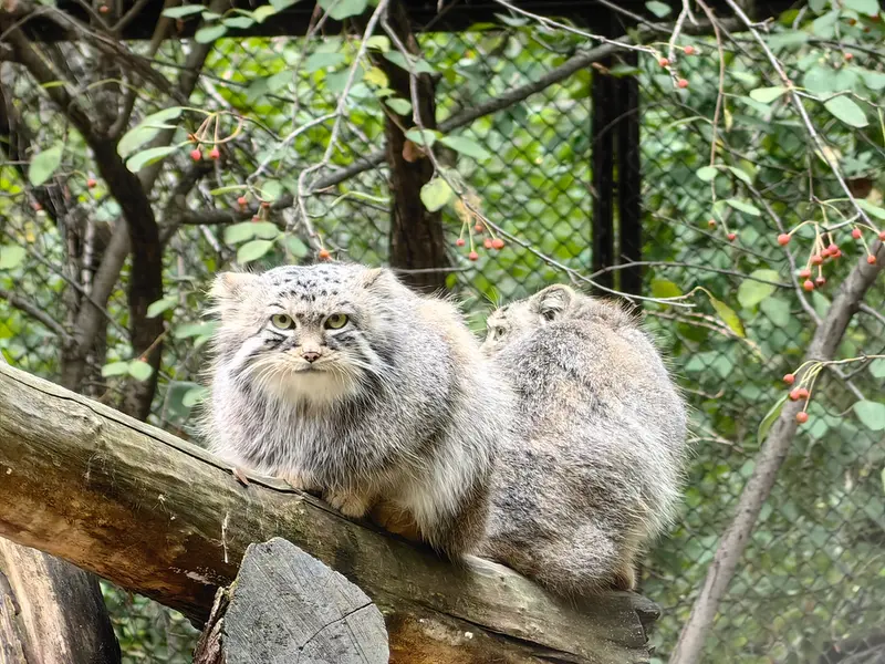 ノヴォシビルスク動物園のルフとエルフの写真