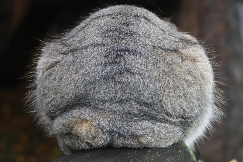 モスクワ動物園のティモフェイの写真