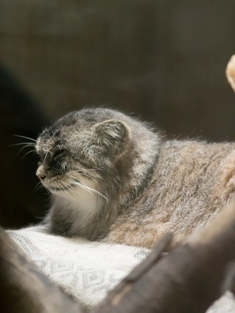 恩賜上野動物園のプリームラの写真