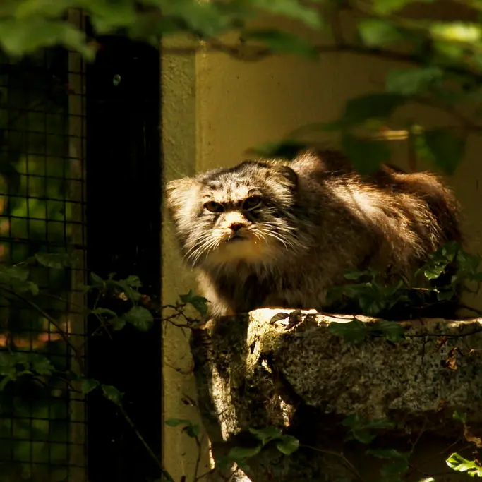 ケムニッツ動物園のボブの写真