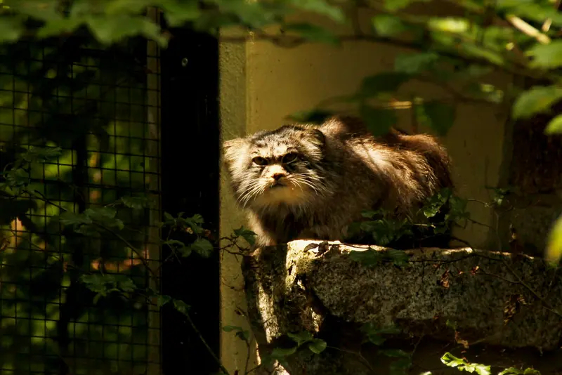 ケムニッツ動物園のボブの写真