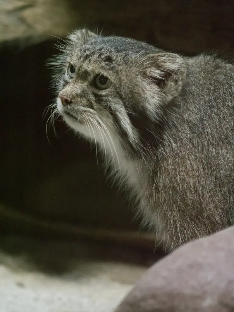 恩賜上野動物園のクリョンの写真