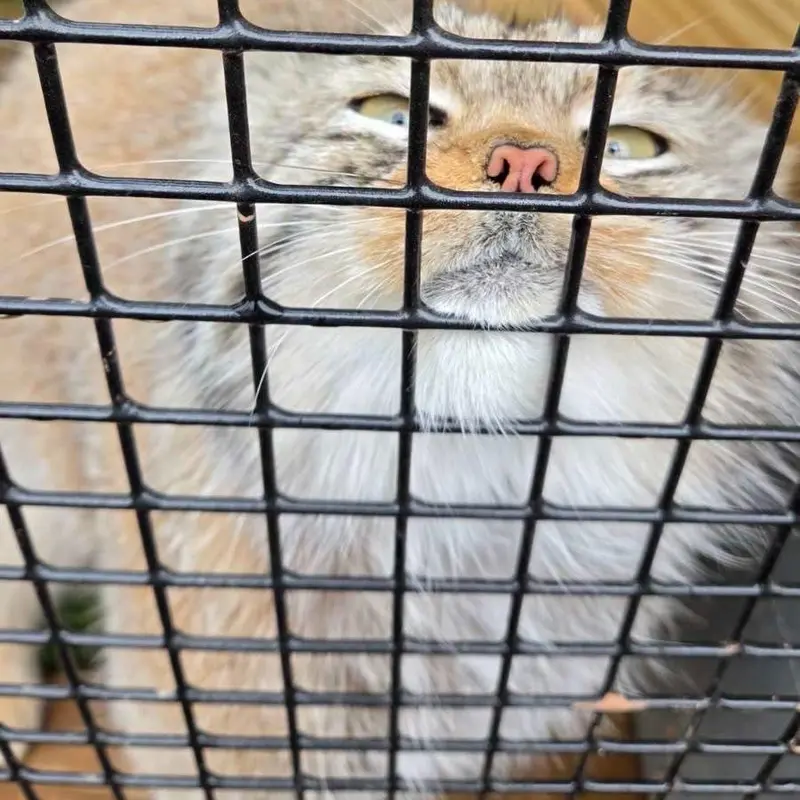 エルムウッド・パーク動物園のレザの写真