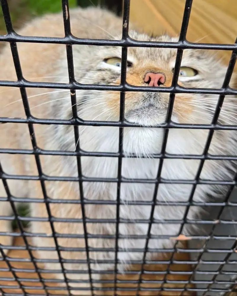 エルムウッド・パーク動物園のレザの写真