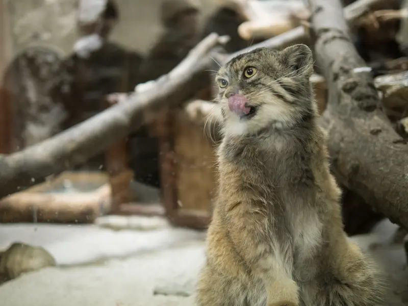 恩賜上野動物園のプリームラの写真