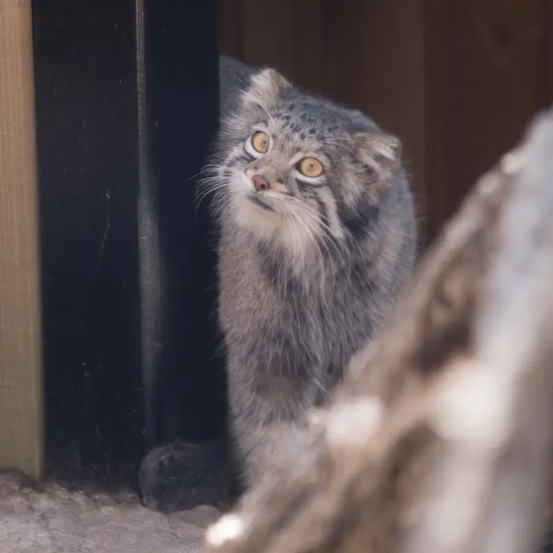埼玉県こども動物自然公園のオトの写真