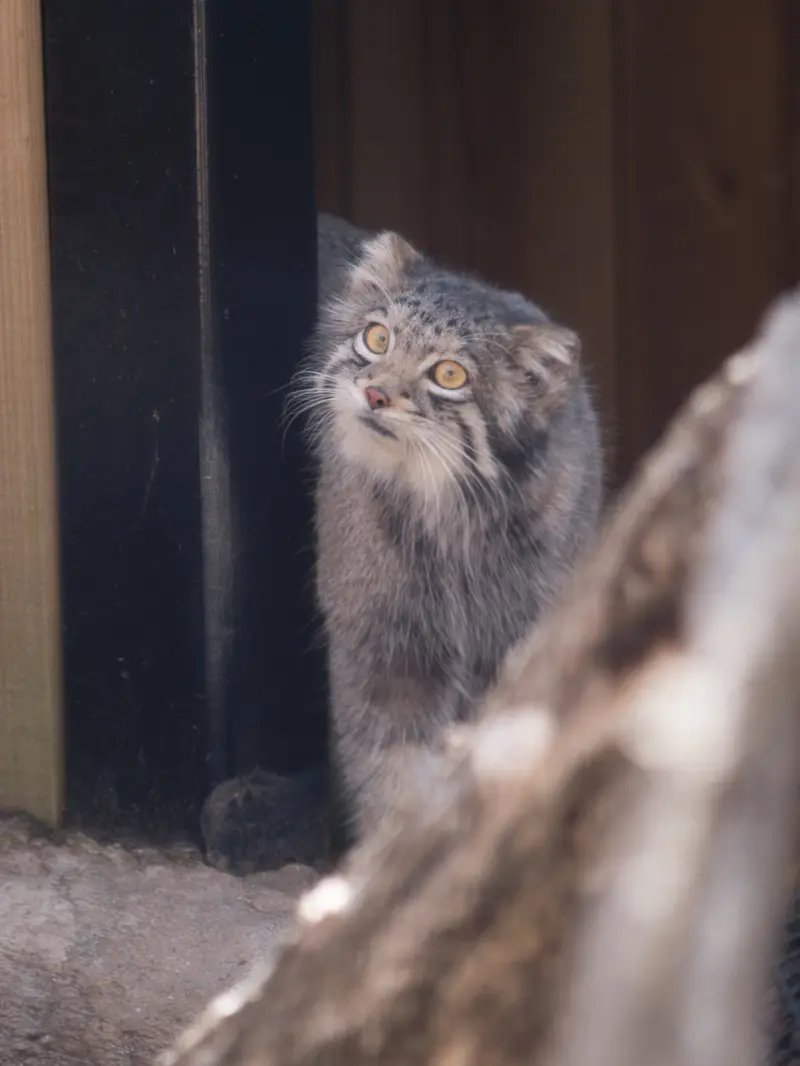 埼玉県こども動物自然公園のオトの写真