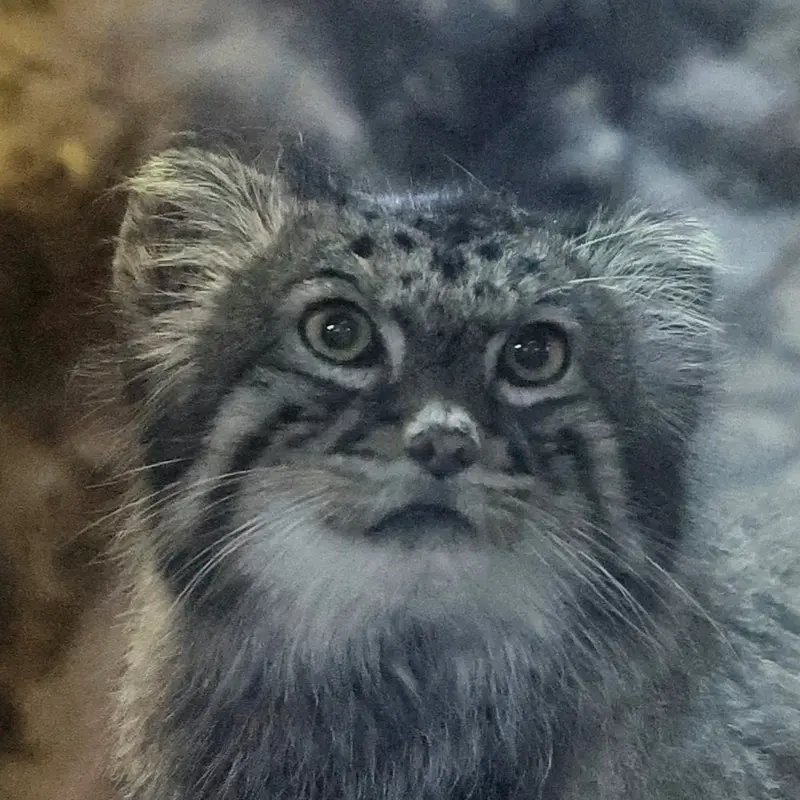 恩賜上野動物園のマヌルネコのナイマ