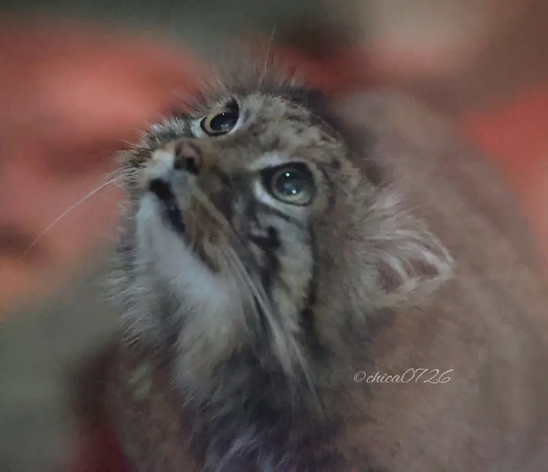 恩賜上野動物園のナイマの写真