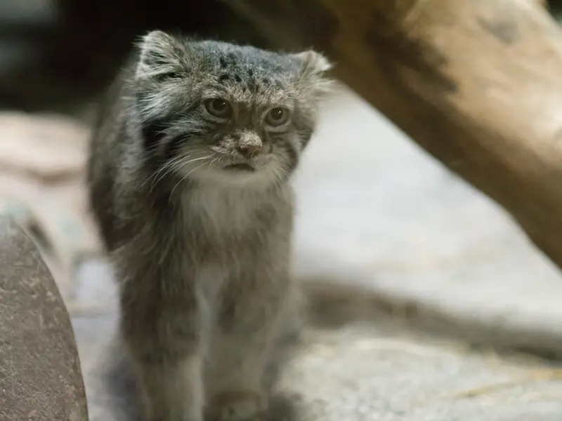 恩賜上野動物園のクリョンの写真