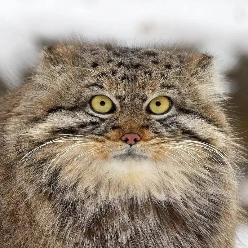 ノヴォシビルスク動物園のマヌルネコのルフ