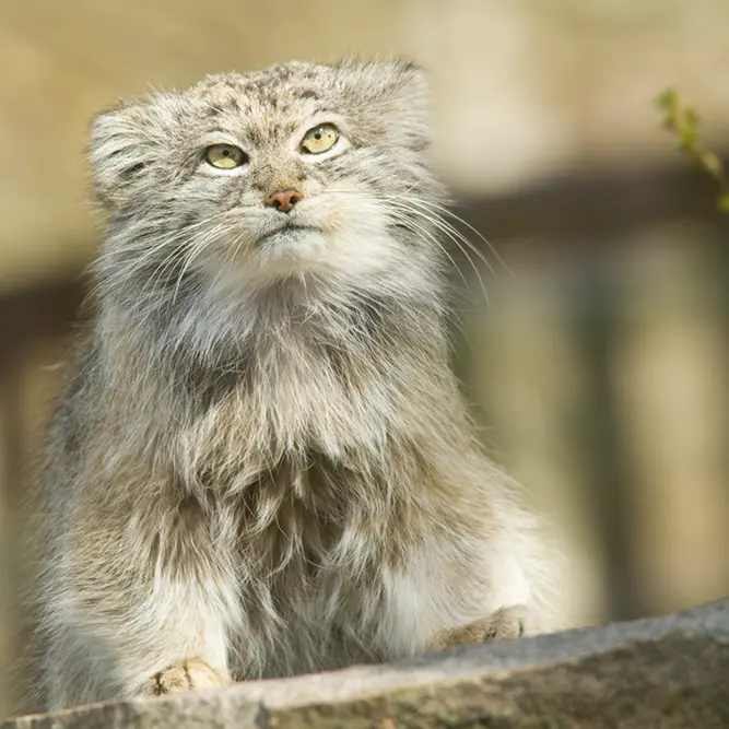 パルケン動物園のベニーの写真