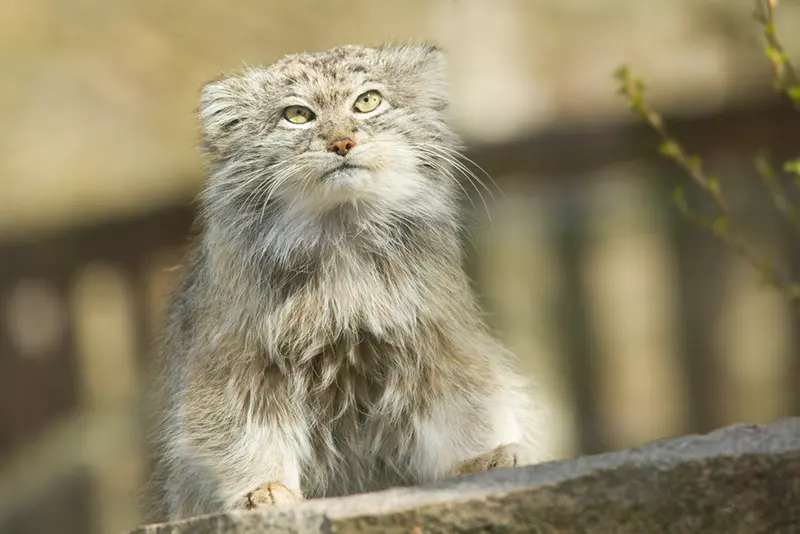 パルケン動物園のベニーの写真