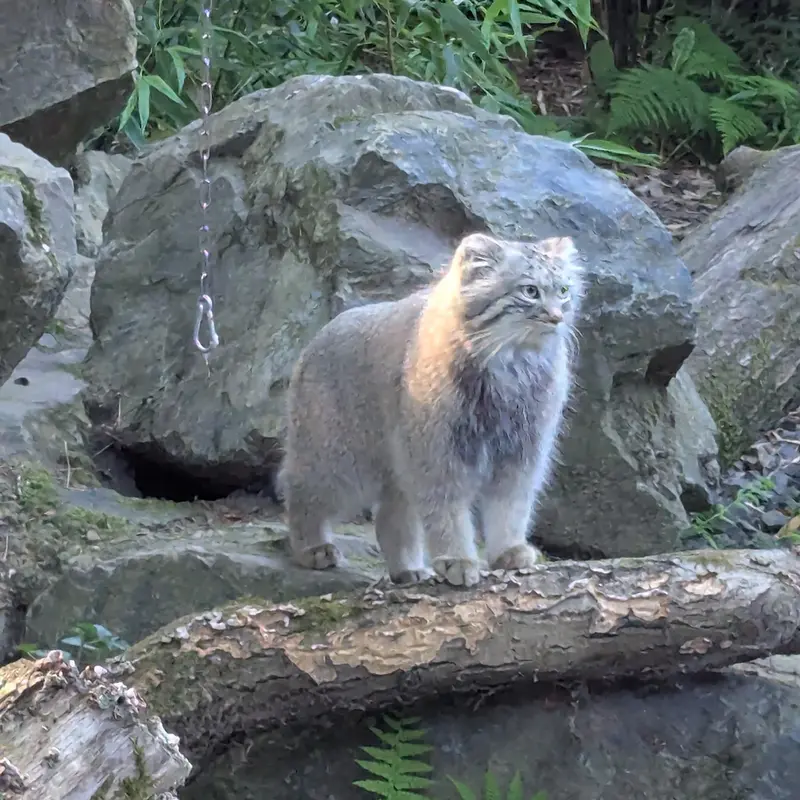 トレゴムール動物園のアルタイの写真