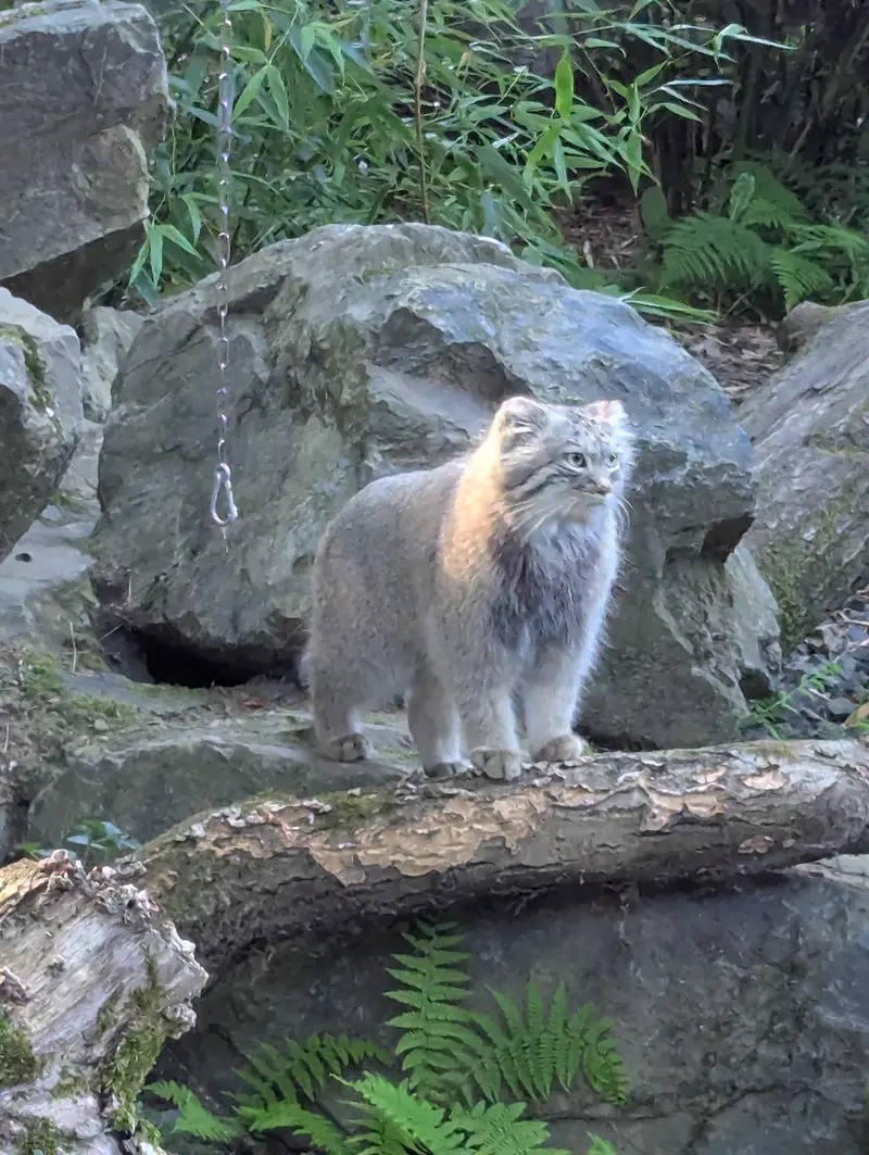 トレゴムール動物園のアルタイの写真