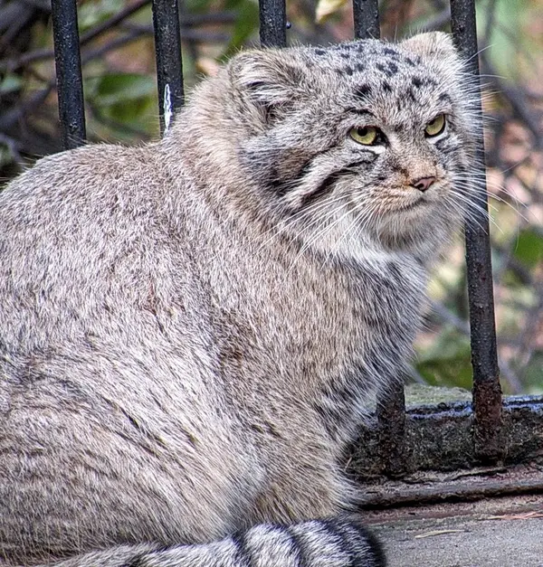 ノヴォシビルスク動物園のマヌルネコの写真