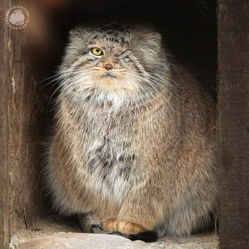 ポズナン新動物園のボジェンカの写真