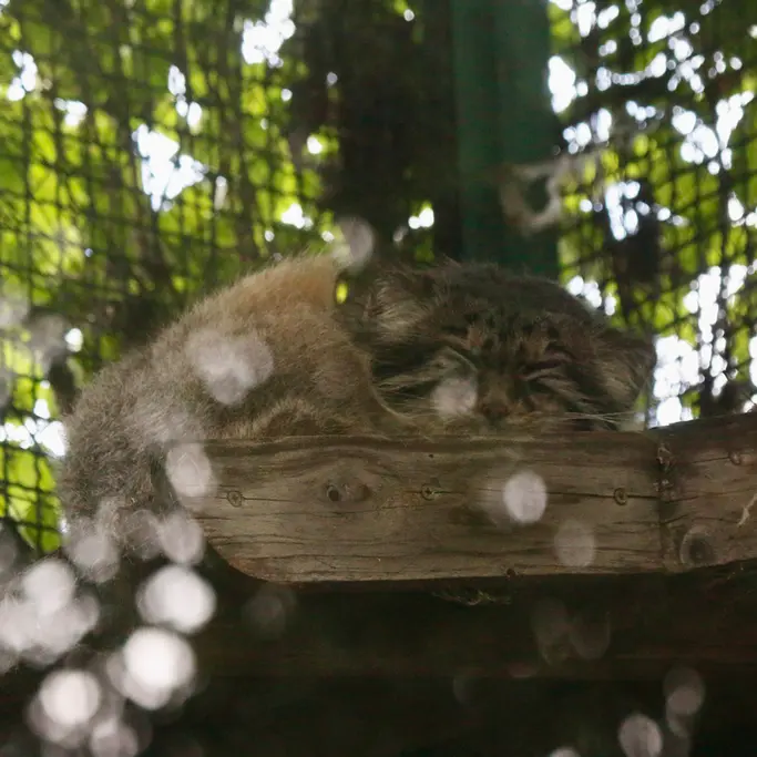 ブダペスト動物園＆植物園のボフスの写真