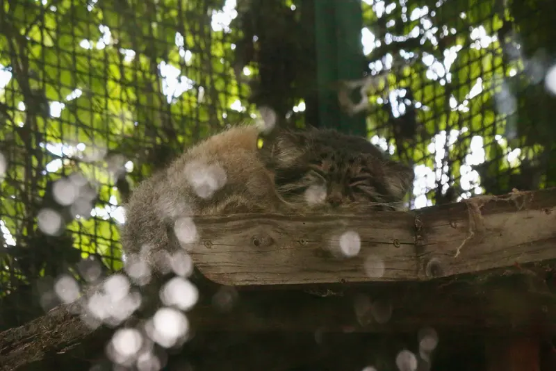 ブダペスト動物園＆植物園のボフスの写真