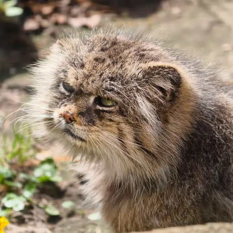 ウッチ動物園のパッツォの写真