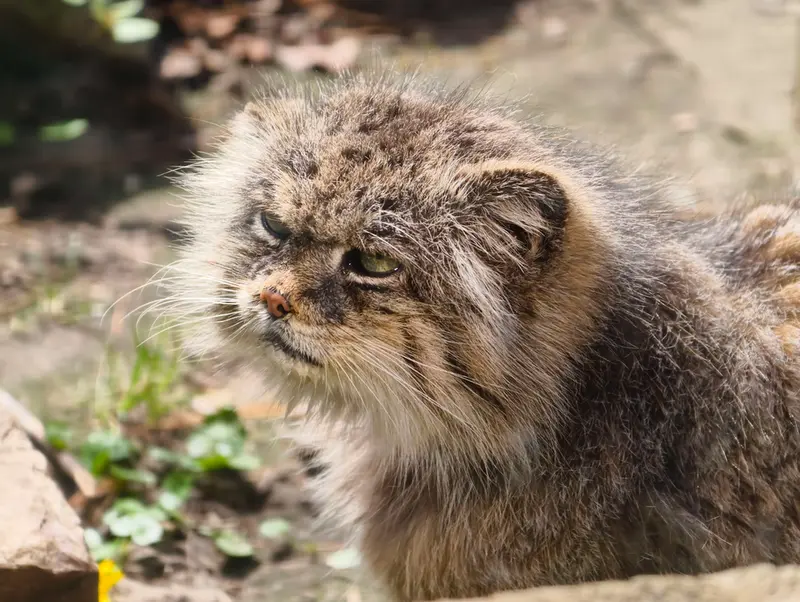 ウッチ動物園のパッツォの写真