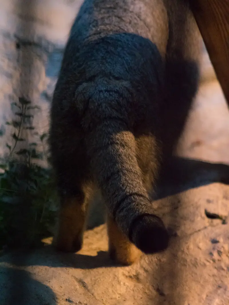 野毛山動物園のフィーガの写真