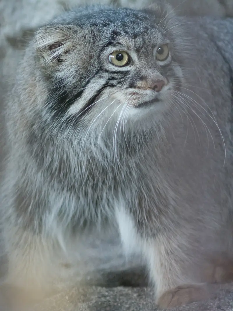 野毛山動物園のフィーガの写真