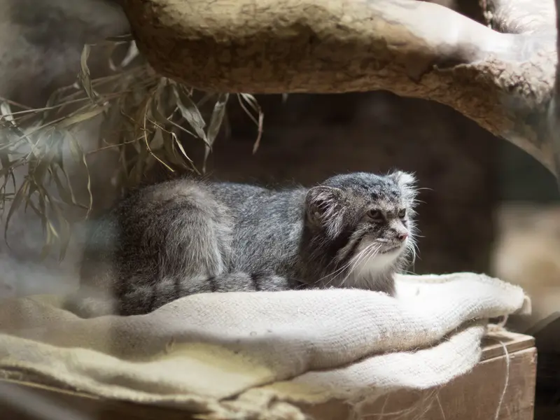 恩賜上野動物園のクリョンの写真