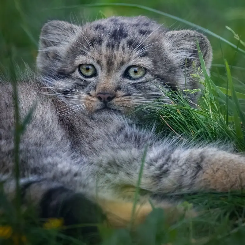 ポート・リムプネ・ワイルド・アニマル・パークのナムーの子猫 b. 2026 Ⅲの写真