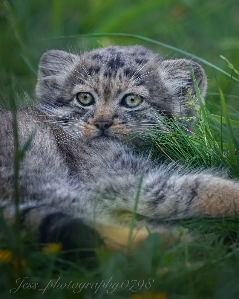 ポート・リムプネ・ワイルド・アニマル・パークのナムーの子猫 b. 2026 Ⅲの写真