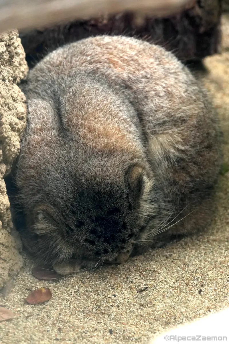 神戸どうぶつ王国のナルの写真
