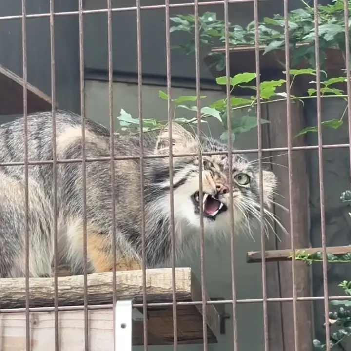 東山動植物園のマヌルネコの写真