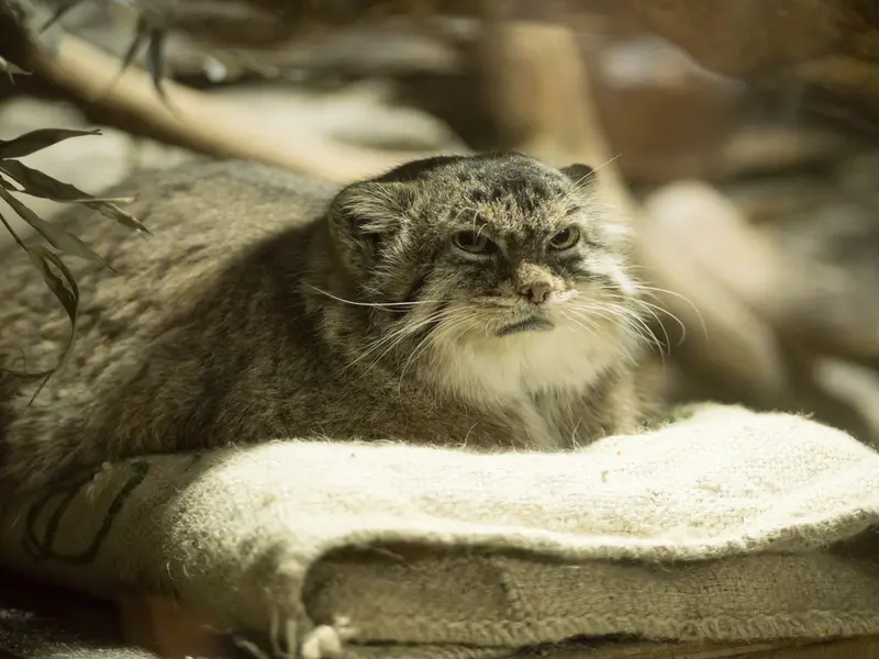 恩賜上野動物園のプリームラの写真