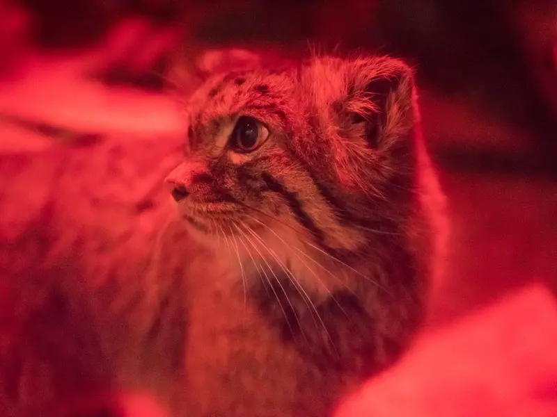 恩賜上野動物園のナイマの写真