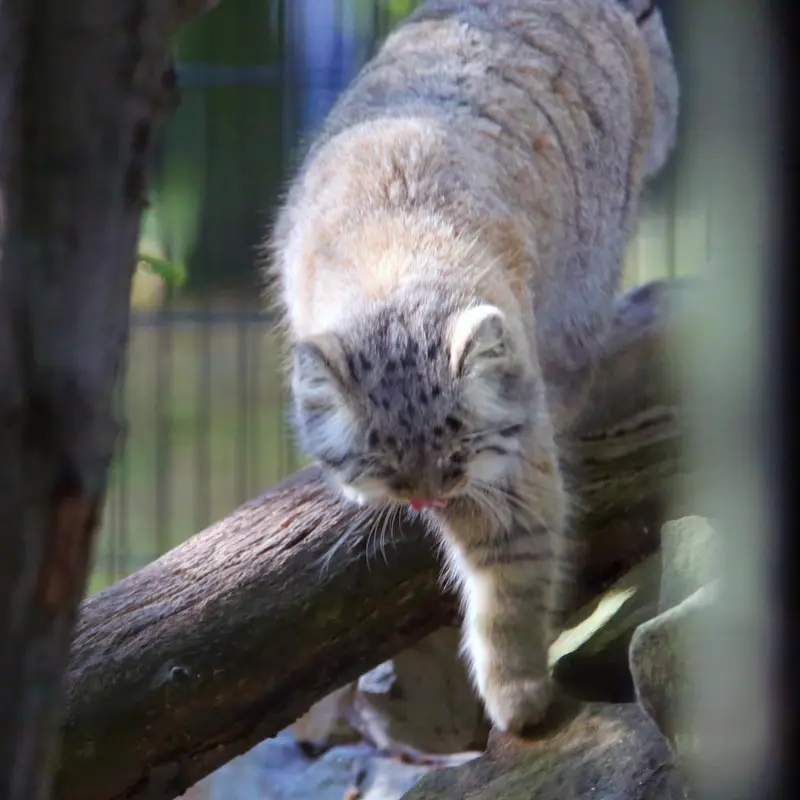 クラクフ動物園のツァスの写真