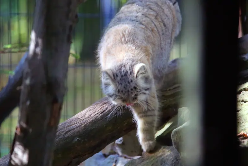 クラクフ動物園のツァスの写真