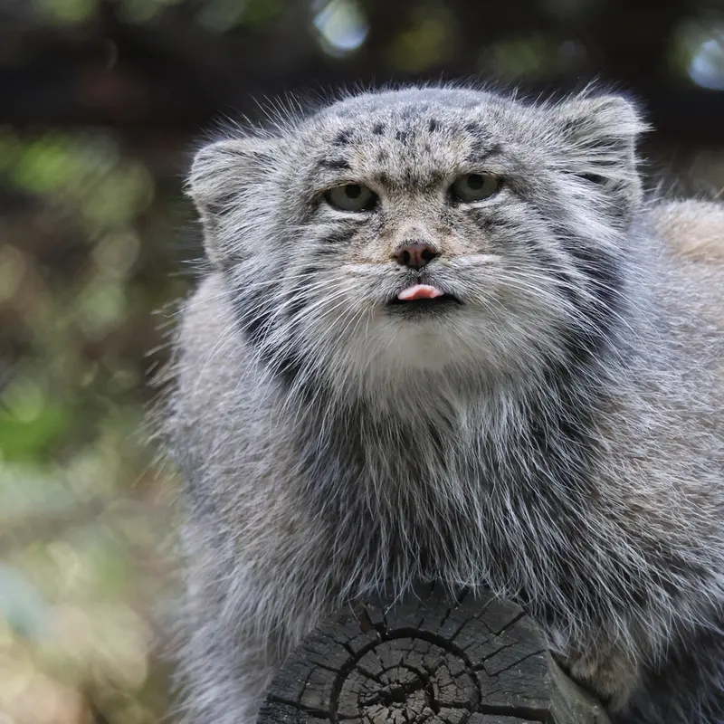 ノヴォシビルスク動物園のミアの写真