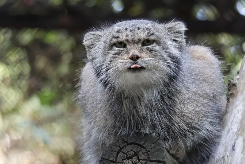 ノヴォシビルスク動物園のミアの写真