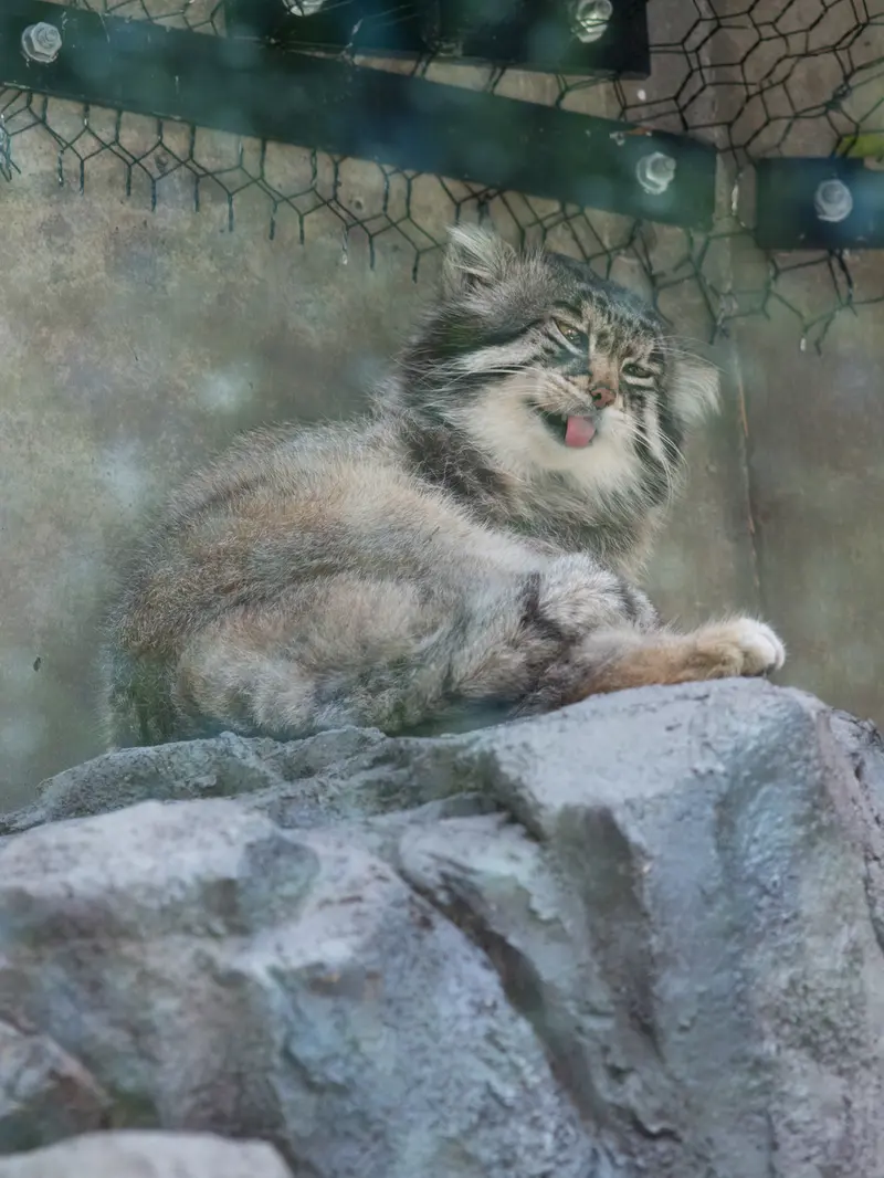 旭山動物園のグルーシャの写真
