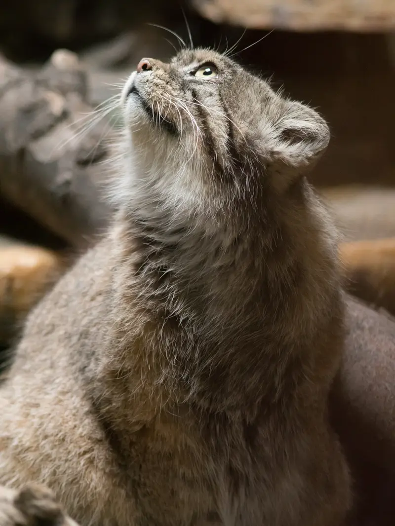 恩賜上野動物園のプリームラの写真