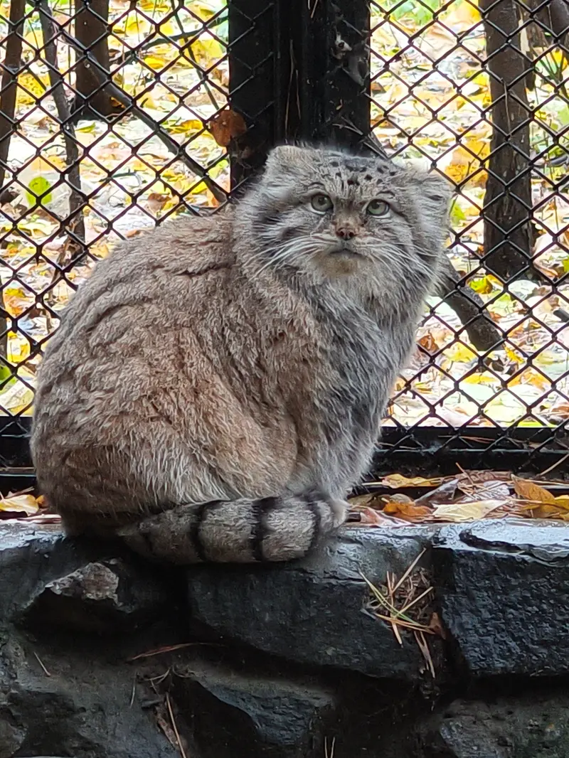 ノヴォシビルスク動物園のラストチカの写真