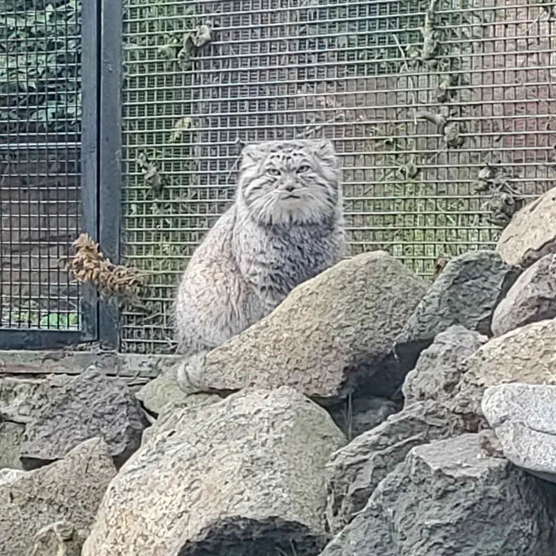 エディンバラ動物園のアキコの写真