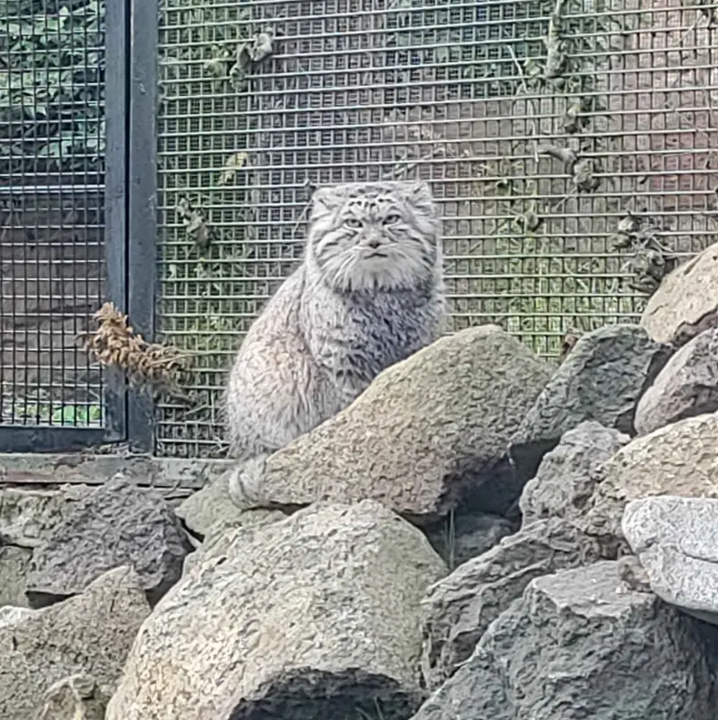 エディンバラ動物園のアキコの写真