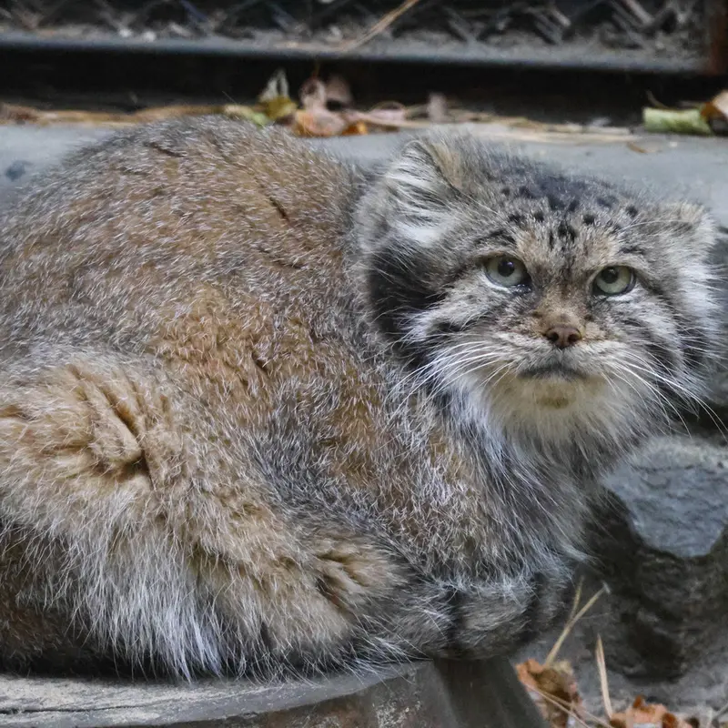ノヴォシビルスク動物園のラストチカの写真