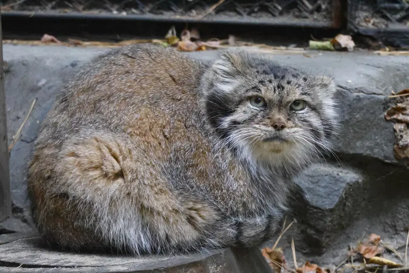 ノヴォシビルスク動物園のラストチカの写真