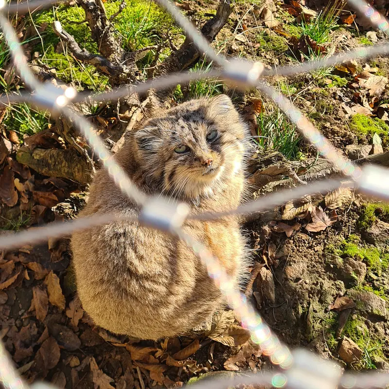 イフラヴァ動物園のルガシャの写真