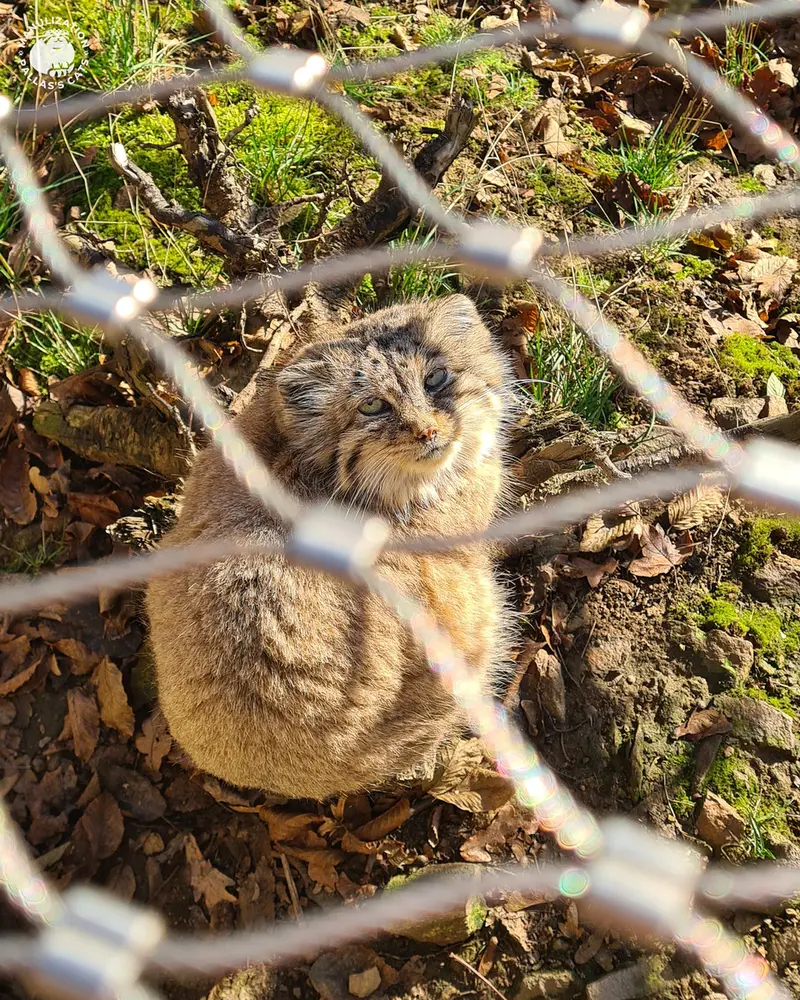 イフラヴァ動物園のルガシャの写真