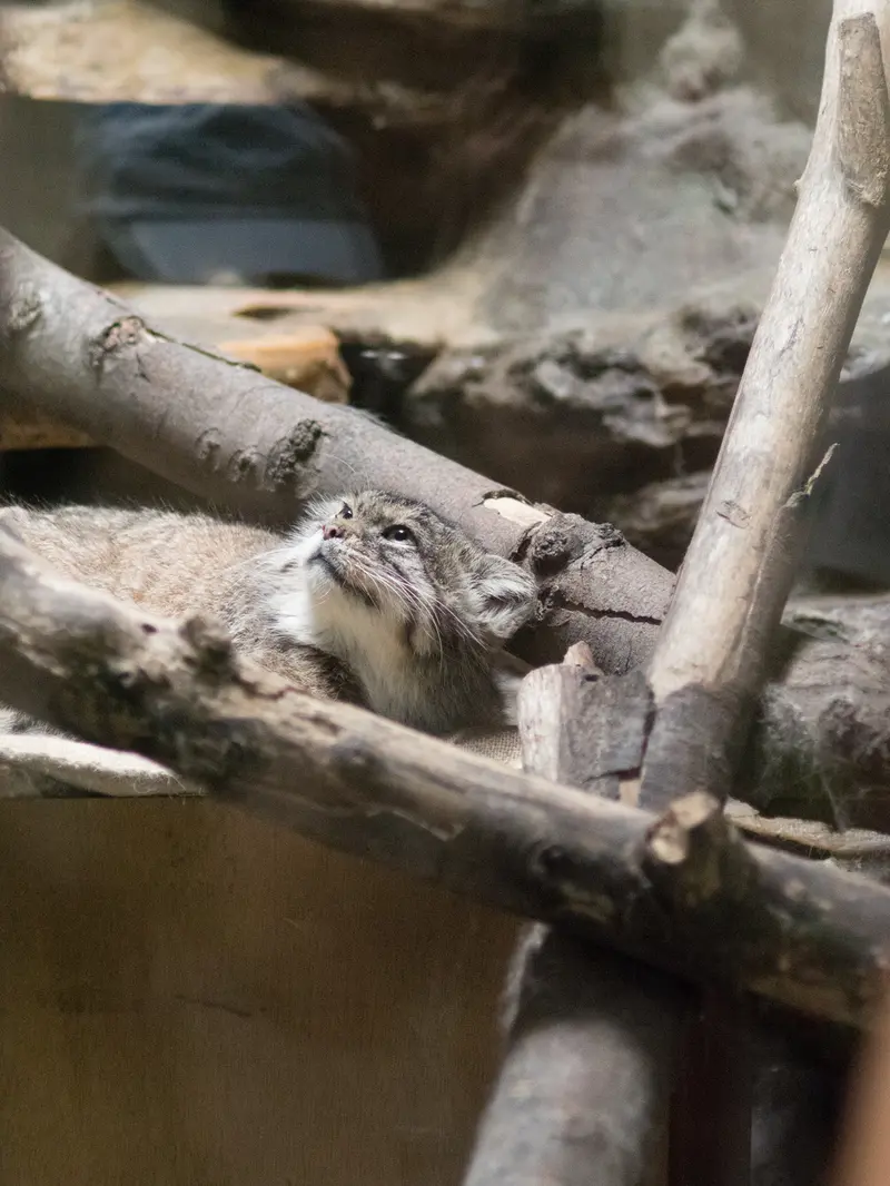 恩賜上野動物園のプリームラの写真